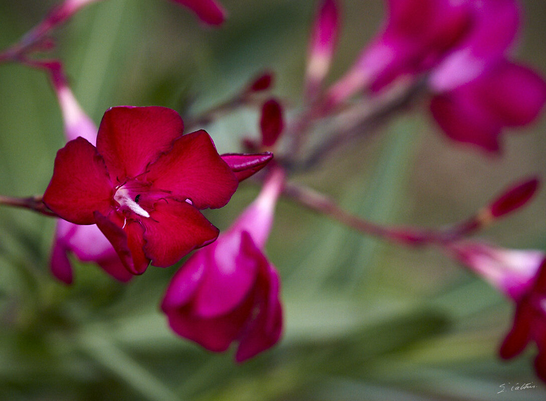 © All Rights Reserved - 2019-07-21 16:19:41 f/10 1/500sec ISO-3200 400mm - Fleurs