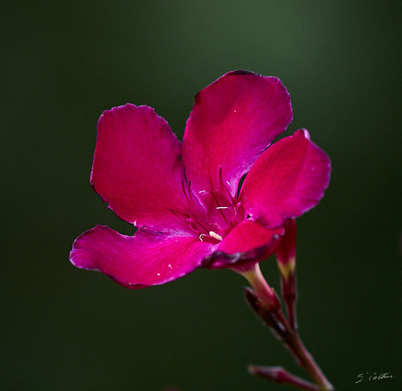 © All Rights Reserved - 2019-07-21 16:21:34 f/10 1/500sec ISO-3200 400mm - Fleurs