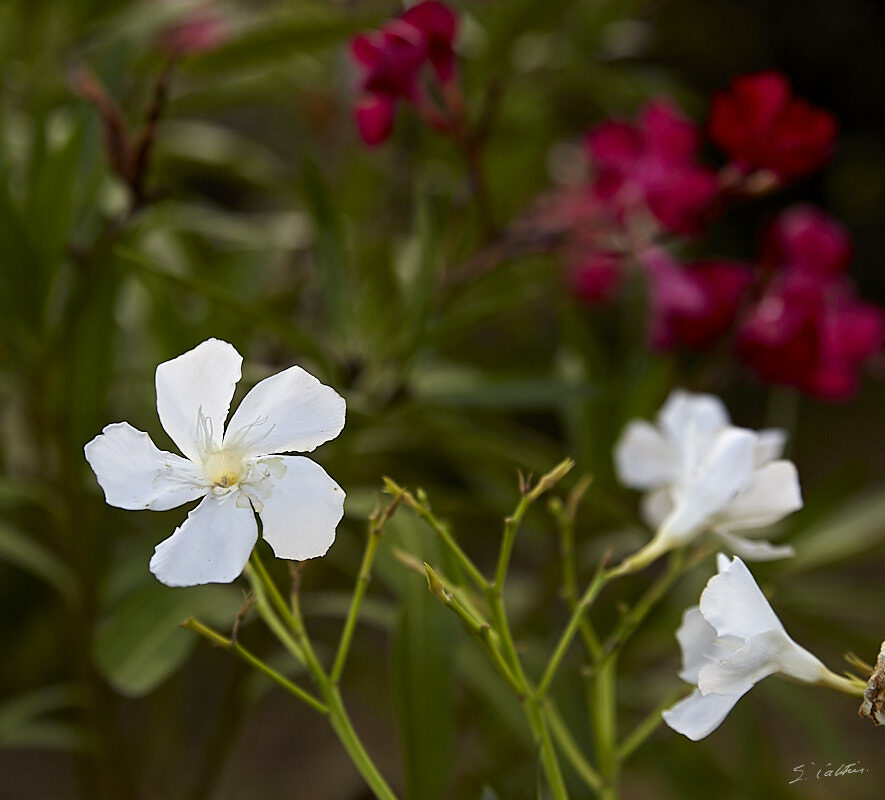 © All Rights Reserved - 2019-07-21 17:06:00 f/3.2 1/200sec ISO-160 70mm - Fleurs