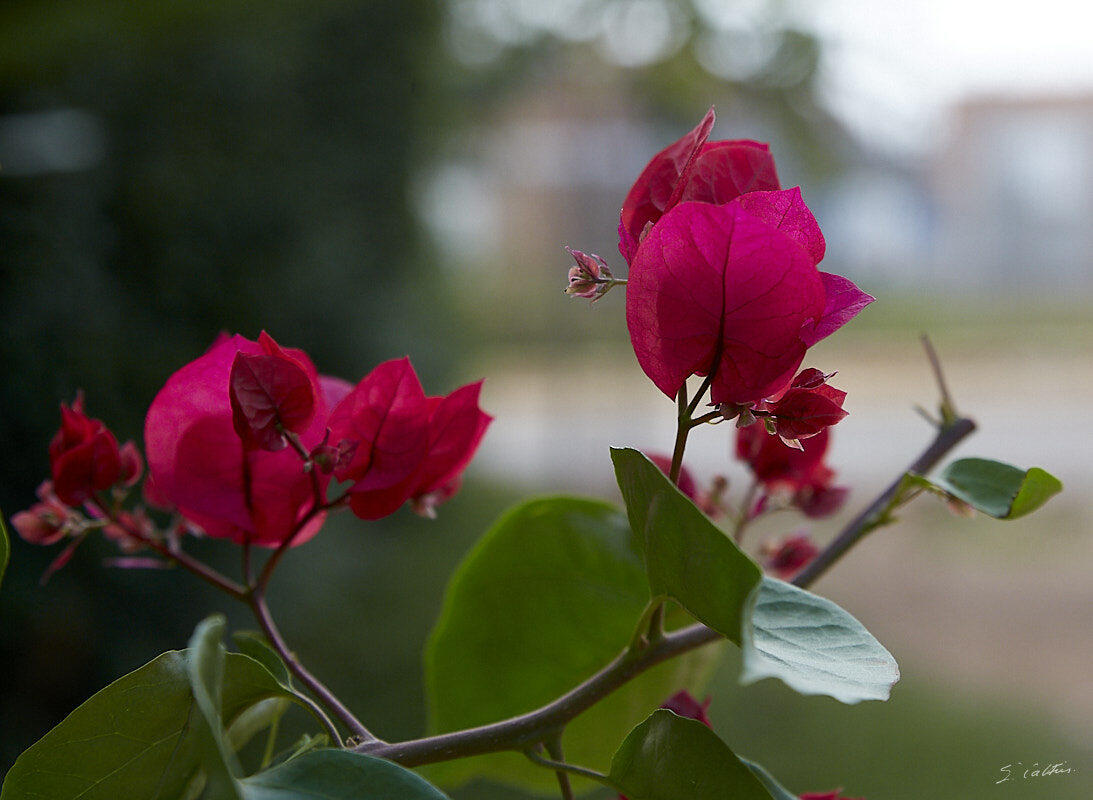 © All Rights Reserved - 2019-08-10 17:17:03 - f/5.6 1/200sec ISO-640 70mm - Rwanda, Kigali