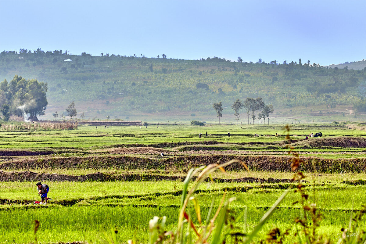 © All Rights Reserved - 2019-08-22 15:56:05 f/10 1/160sec ISO-160 214mm - Rwanda, autour du Lac Mugesera