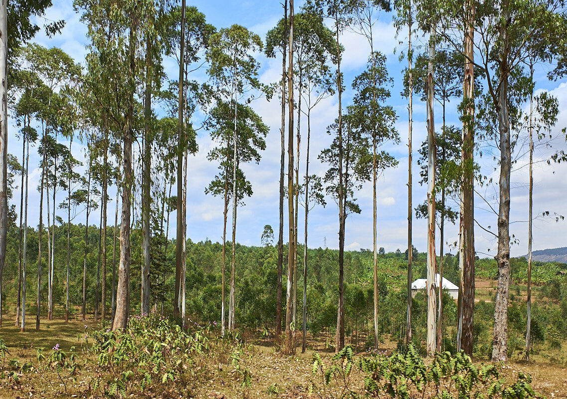 © All Rights Reserved - 2019-08-27 09:48:22 f/4.5 1/1000sec ISO-200 18.5mm - Rwanda, route Kigali-Huye (Butare)