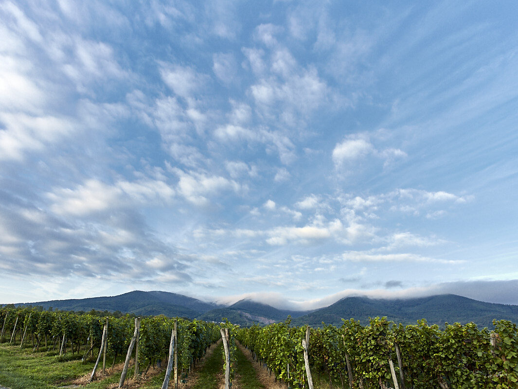 © All Rights Reserved - 2019-09-14 07:43:34 f/8 1/250sec ISO-640 17mm - France, Alsace