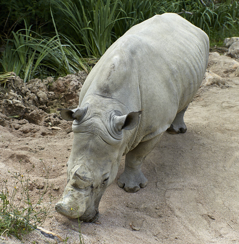 © All Rights Reserved - 2020-07-04 12:50:26 f/4 1/500sec ISO-100 46mm - France-Moselle-Amnéville-Zoo