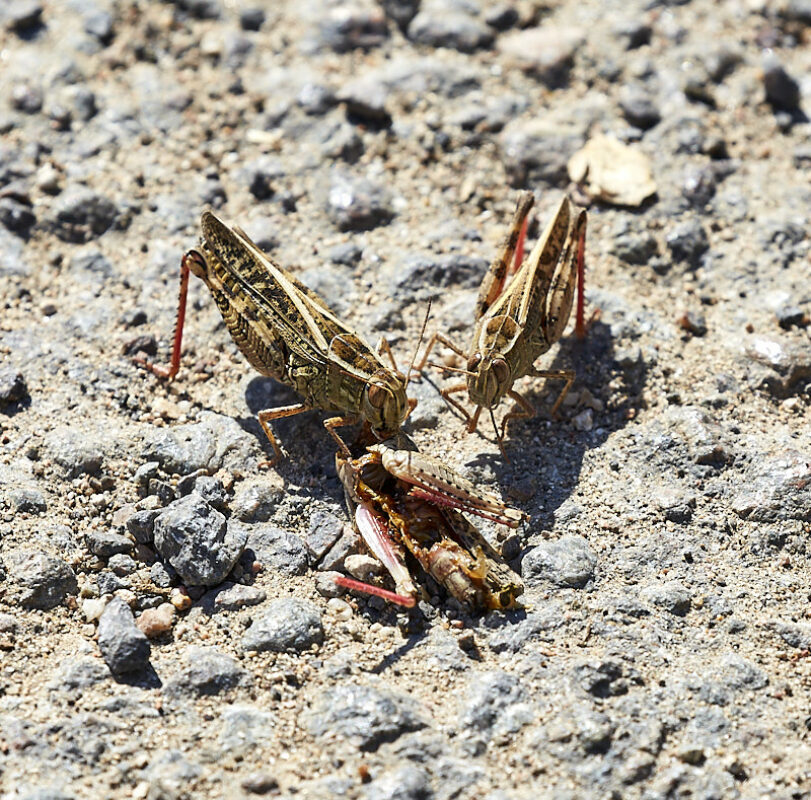 © All Rights Reserved - 2020-07-19 16:35:00 f/9 1/320sec ISO-100 400mm - France-Bourgogne-Saône-et-Loire