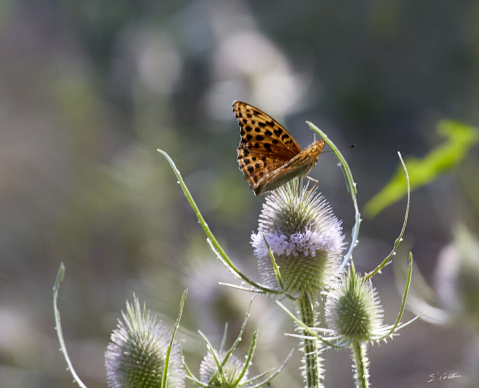 © All Rights Reserved - 2020-07-19 17:10:02 f/9 1/80sec ISO-200 400mm - France-Bourgogne-Saône-et-Loire