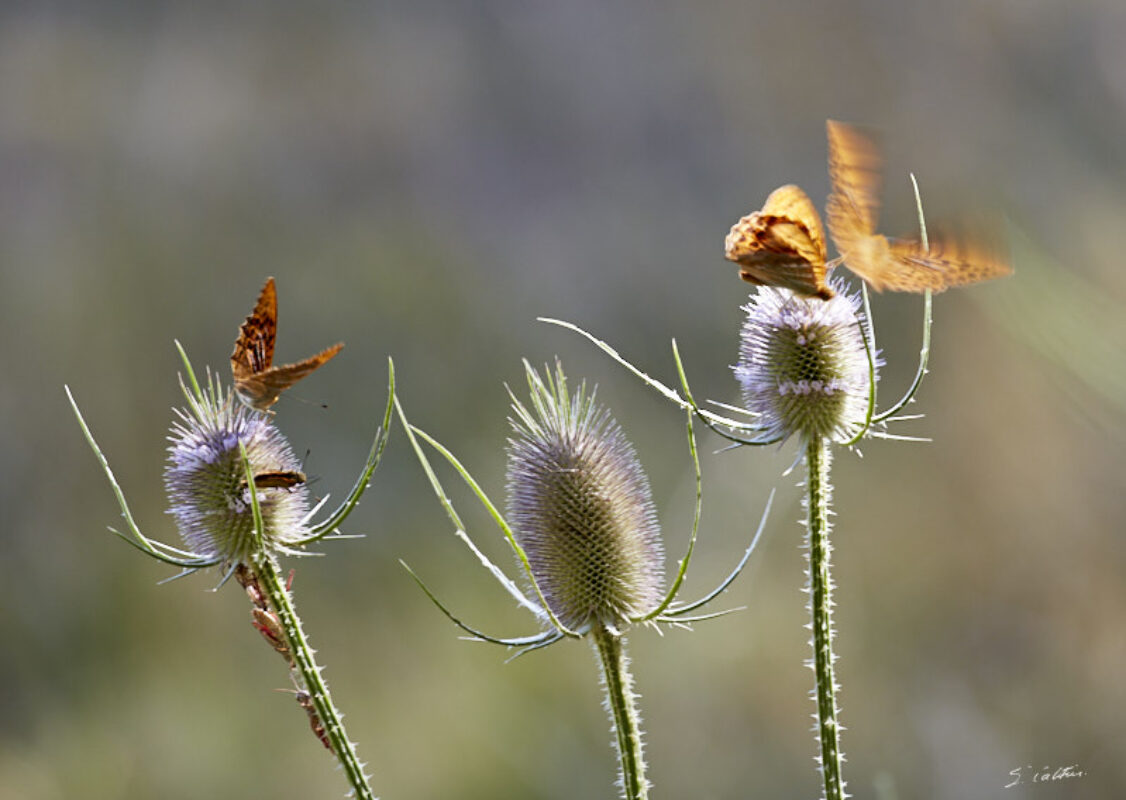 © All Rights Reserved - 2020-07-19 17:11:30 f/9 1/60sec ISO-160 400mm - France-Bourgogne-Saône-et-Loire