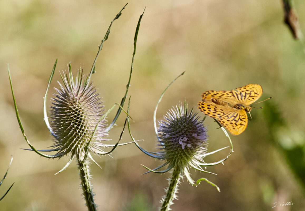 © All Rights Reserved - 2020-07-19 17:13:17 f/9 1/1250sec ISO-1250 400mm - France-Bourgogne-Saône-et-Loire