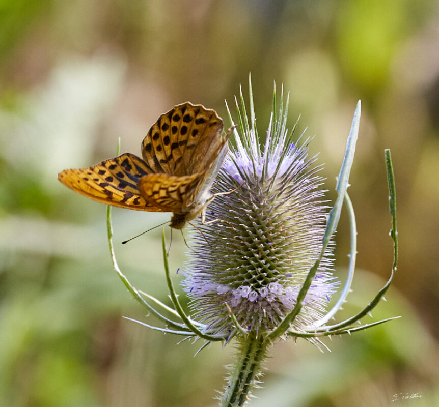 © All Rights Reserved - 2020-07-19 17:13:26 f/9 1/400sec ISO-1250 400mm - France-Bourgogne-Saône-et-Loire