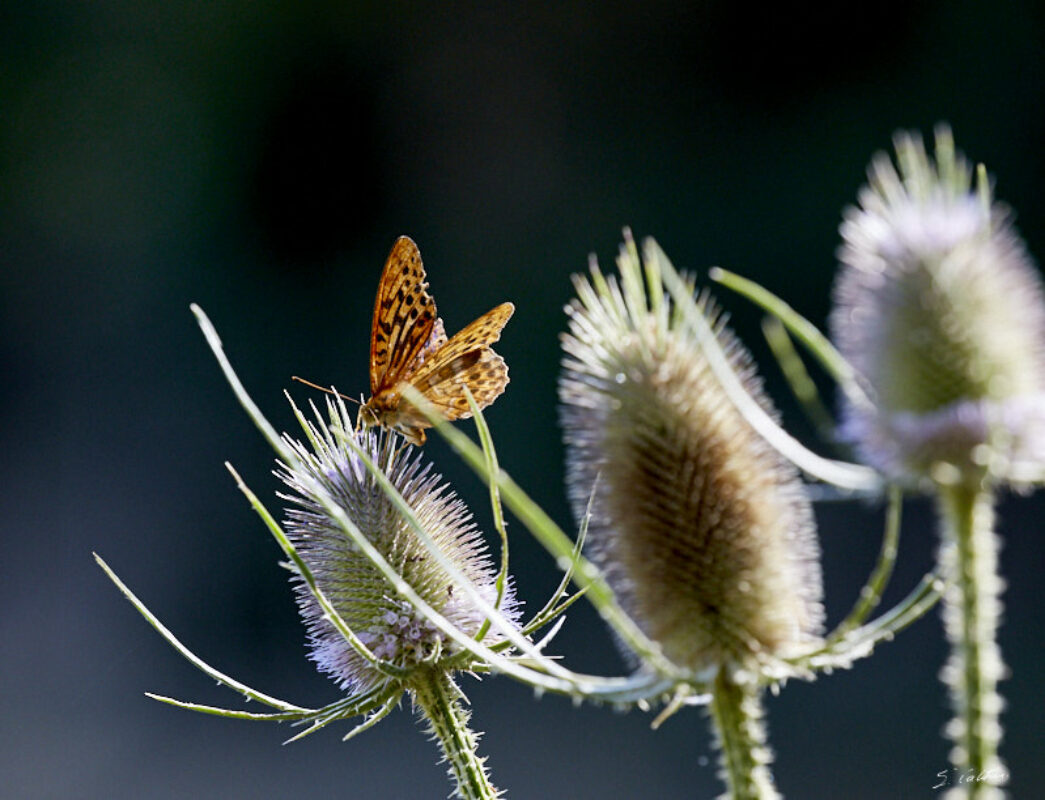 © All Rights Reserved - 2020-07-19 17:13:41 f/9 1/500sec ISO-1250 400mm - France-Bourgogne-Saône-et-Loire