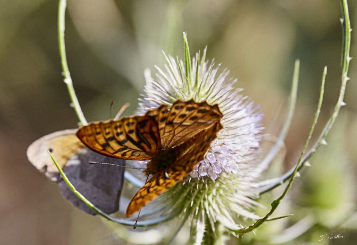 © All Rights Reserved - 2020-07-19 17:15:59 f/9 1/400sec ISO-1250 400mm - France-Bourgogne-Saône-et-Loire