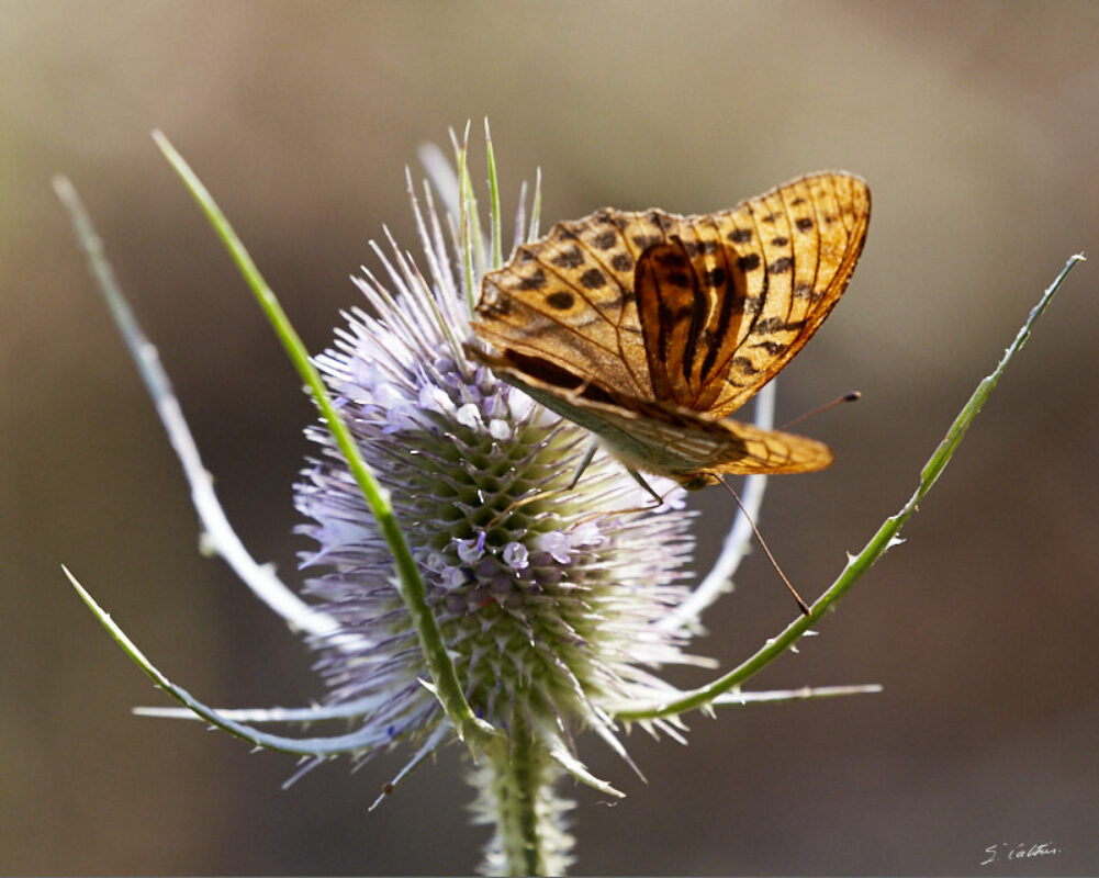 © All Rights Reserved - 2020-07-19 17:16:48 f/9 1/500sec ISO-1250 400mm - France-Bourgogne-Saône-et-Loire