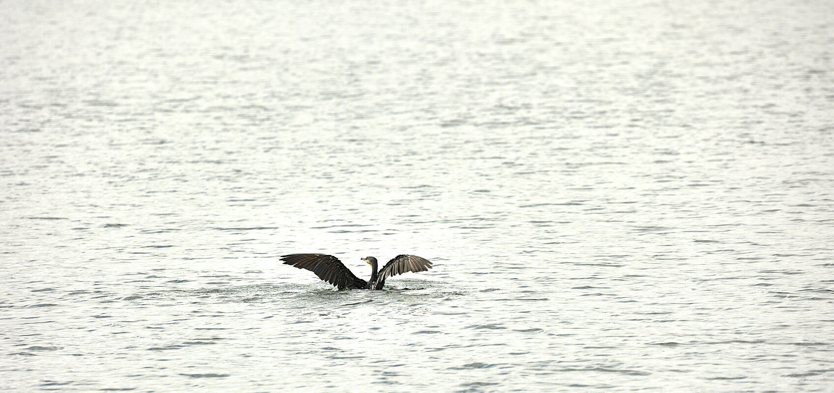 © All Rights Reserved - 2022-12-08 06:00:40 - f/9 1/500sec ISO-400 360mm - Rwanda, lac Kivu, Kigufi