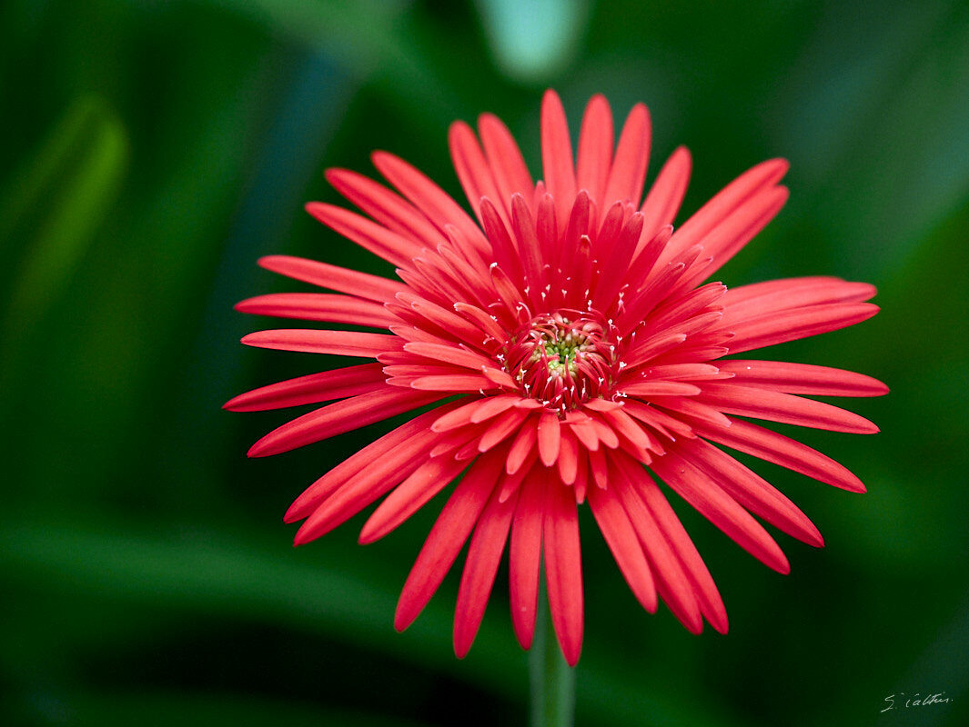 © All Rights Reserved - 2022-12-08 06:09:11 - f/8 1/800sec ISO-2000 400mm - Rwanda, lac Kivu, Kigufi