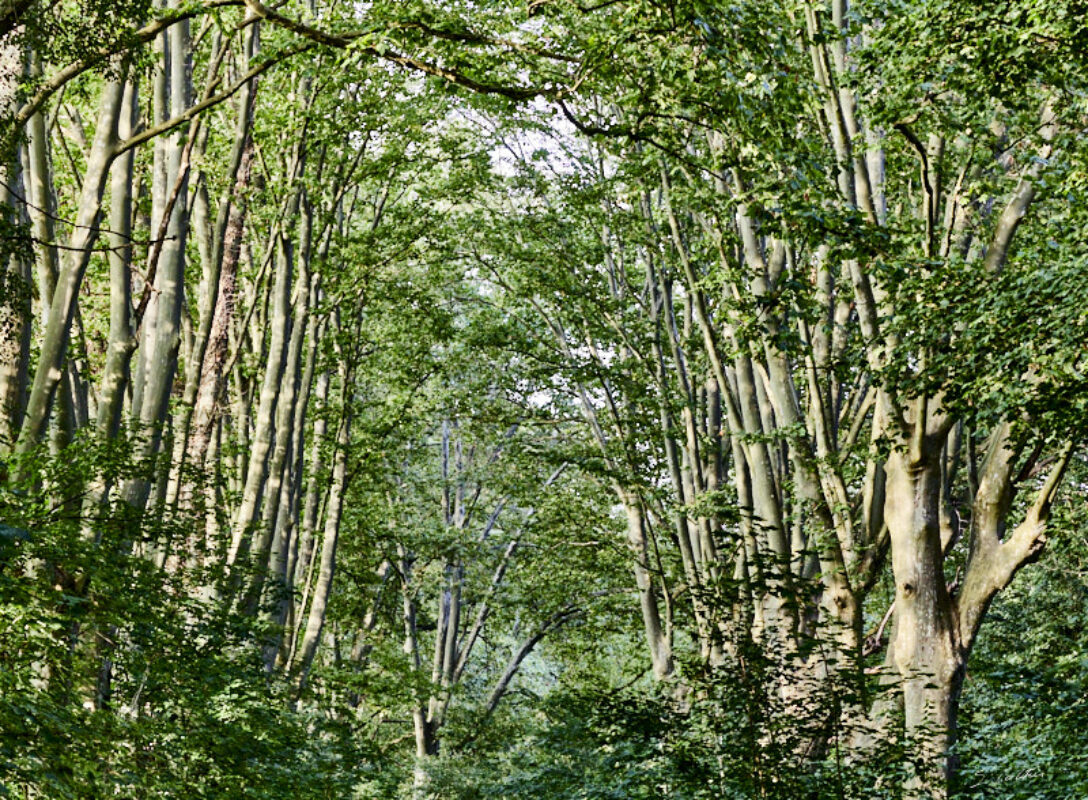© All Rights Reserved - 2023-07-16 17:42:31 f/10 1/125sec ISO-3200 100mm - France, Alsace, Strasbourg, Parc de Pourtalès, Robertsau, forêt