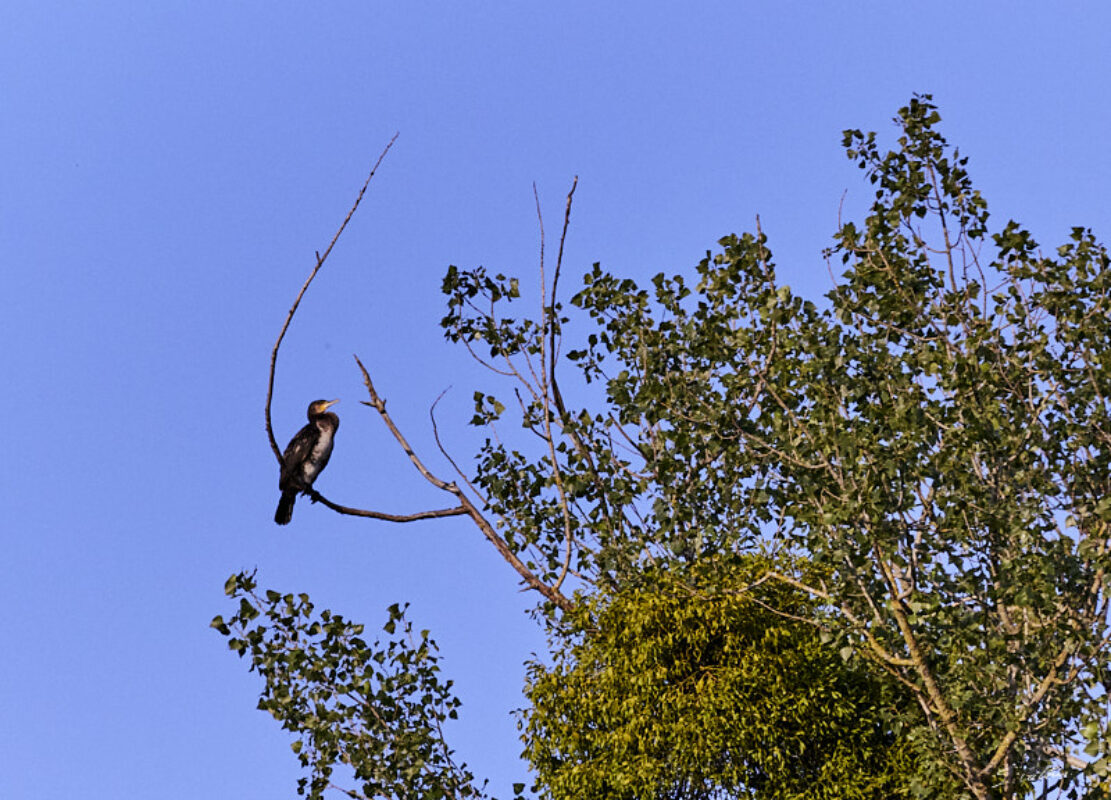 © All Rights Reserved - 2023-07-16 18:20:43 f/5.6 1/5000sec ISO-1250 400mm - France, Alsace, Strasbourg