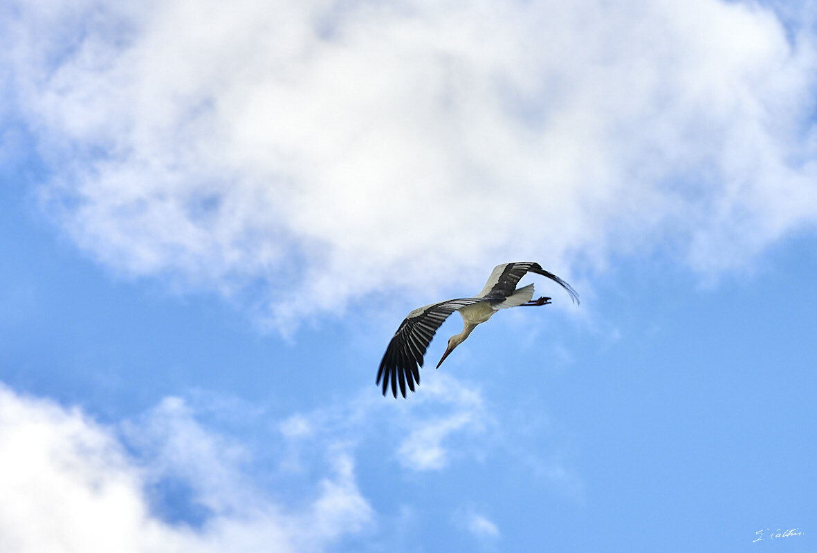 © All Rights Reserved - 2024-03-16 15:11:48 - f/11 1/250sec ISO-320 248mm - France, Alsace, Strasbourg, Parcs