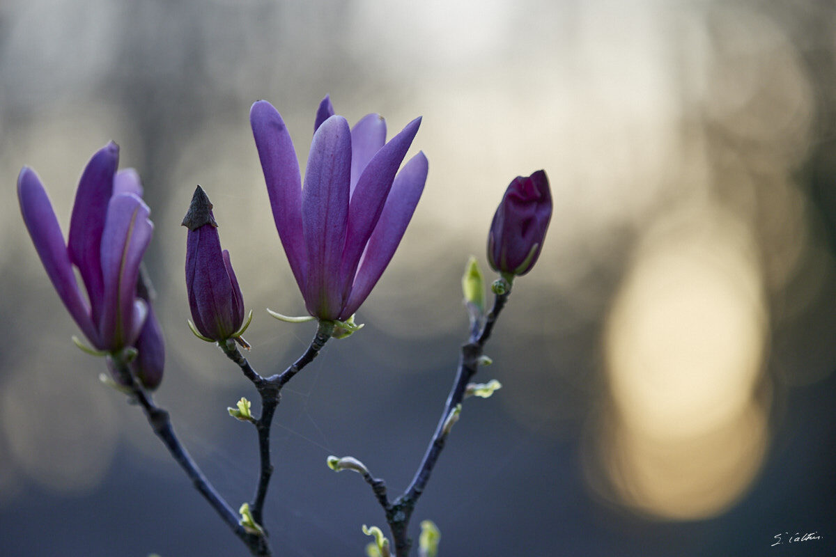 © All Rights Reserved - 2024-03-19 16:20:04 - f/5 1/400sec ISO-400 200mm - France, Alsace, Strasbourg, Parcs