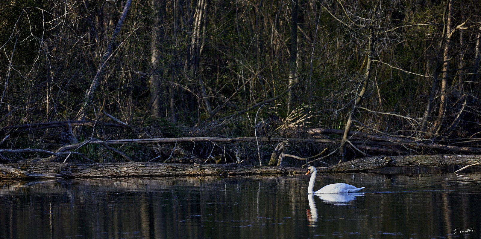 © All Rights Reserved - 2024-03-25 15:38:25 f/5.6 1/1000sec ISO-2500 400mm - France, Alsace, Strasbourg, Parc de Pourtalès, Robertsau, forêt