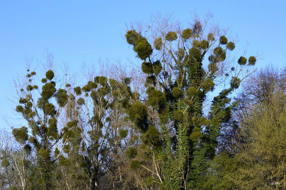 © All Rights Reserved - 2024-03-25 15:39:04 f/10 1/250sec ISO-160 105mm - France, Alsace, Strasbourg, Parc de Pourtalès, Robertsau, forêt