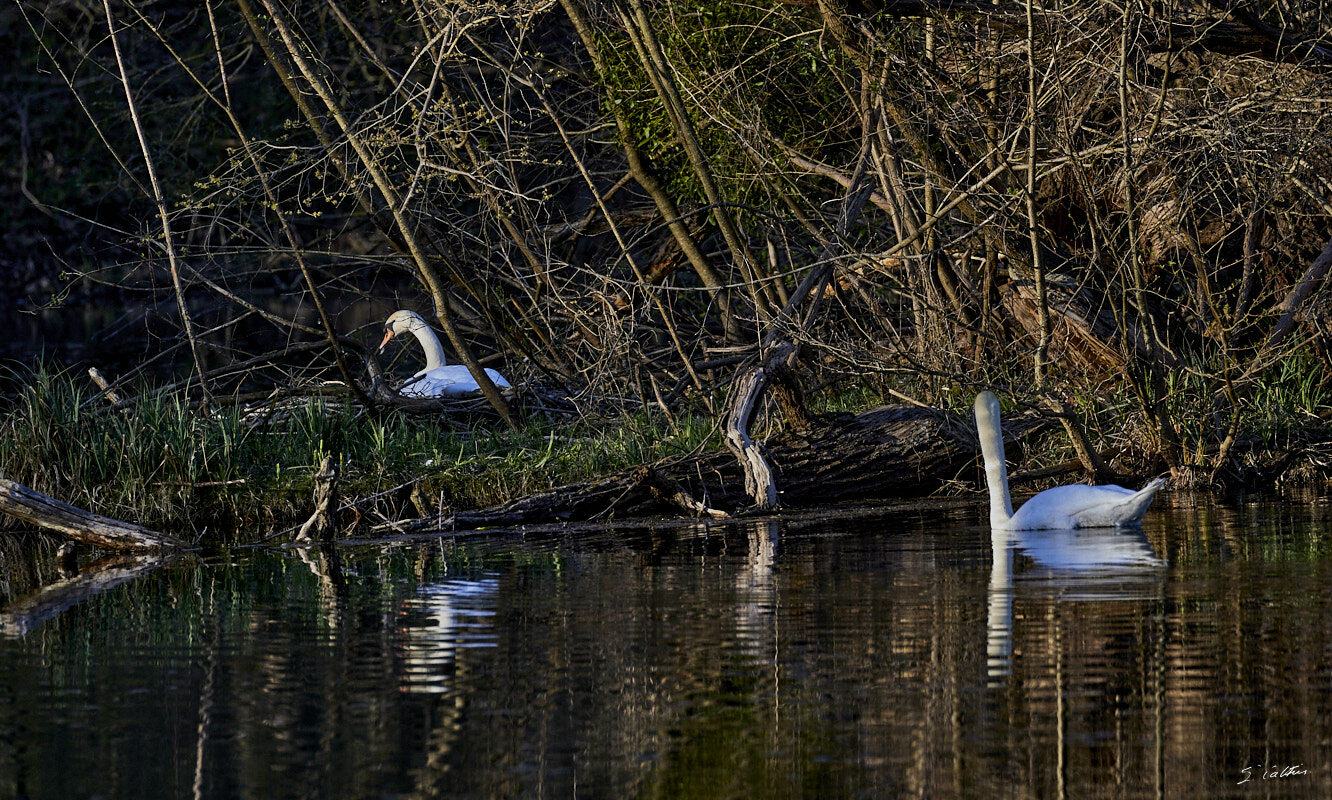 © All Rights Reserved - 2024-03-25 15:41:06 f/5.6 1/1000sec ISO-2000 340mm - France, Alsace, Strasbourg, Parc de Pourtalès, Robertsau, forêt