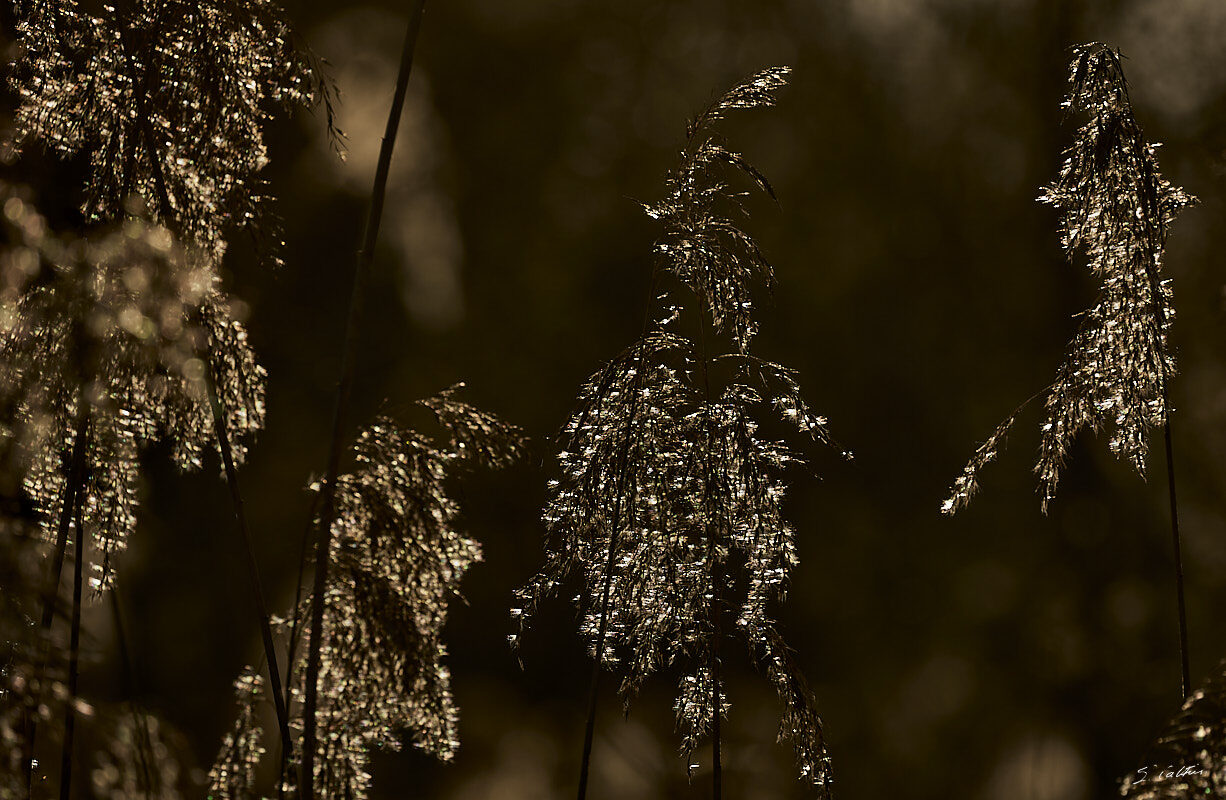 © All Rights Reserved - 2024-03-25 15:43:39 f/7.1 1/250sec ISO-100 400mm - France, Alsace, Strasbourg, Parc de Pourtalès, Robertsau, forêt
