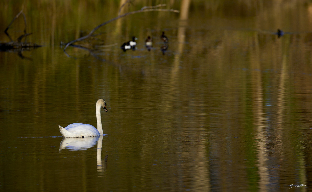 © All Rights Reserved - 2024-03-25 15:46:49 f/6.3 1/1000sec ISO-640 371mm - France, Alsace, Strasbourg, Parc de Pourtalès, Robertsau, forêt