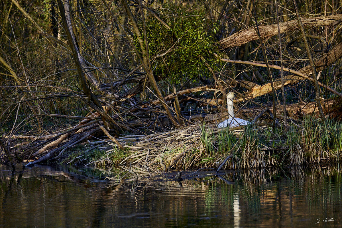 © All Rights Reserved - 2024-03-25 15:48:49 f/6.3 1/1000sec ISO-2500 400mm - France, Alsace, Strasbourg, Parc de Pourtalès, Robertsau, forêt