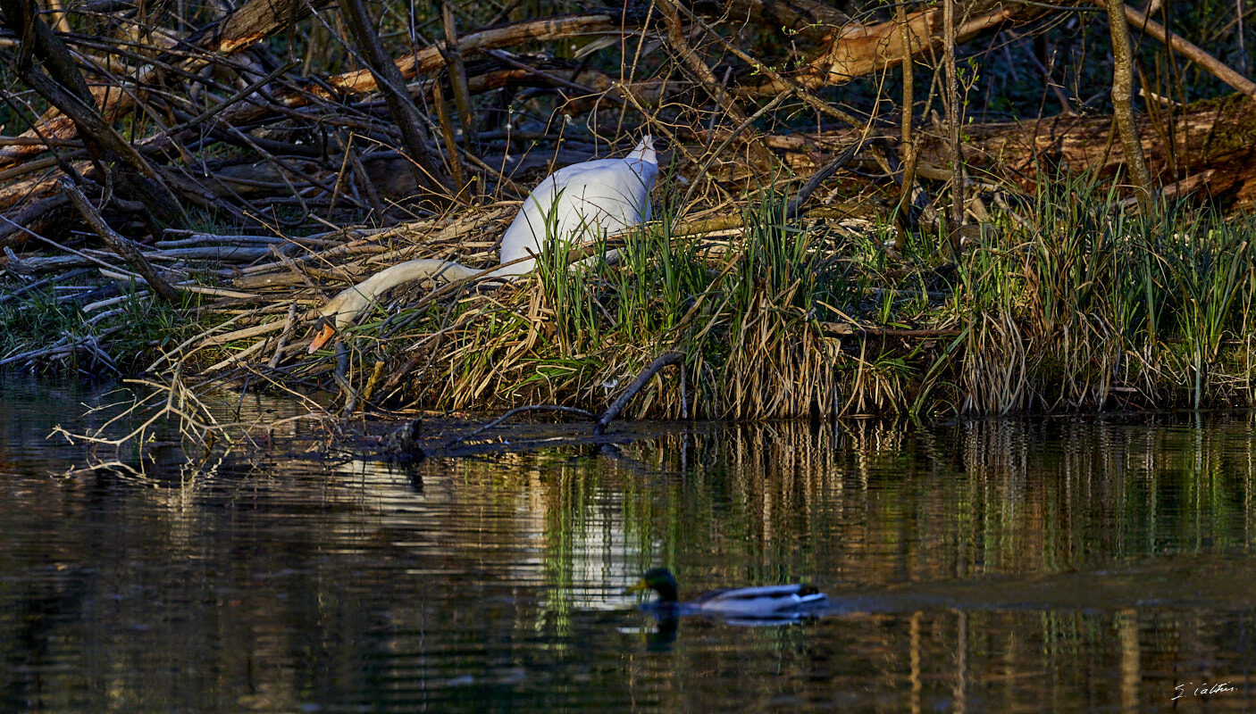 © All Rights Reserved - 2024-03-25 15:54:13 f/6.3 1/1000sec ISO-1600 400mm - France, Alsace, Strasbourg, Parc de Pourtalès, Robertsau, forêt