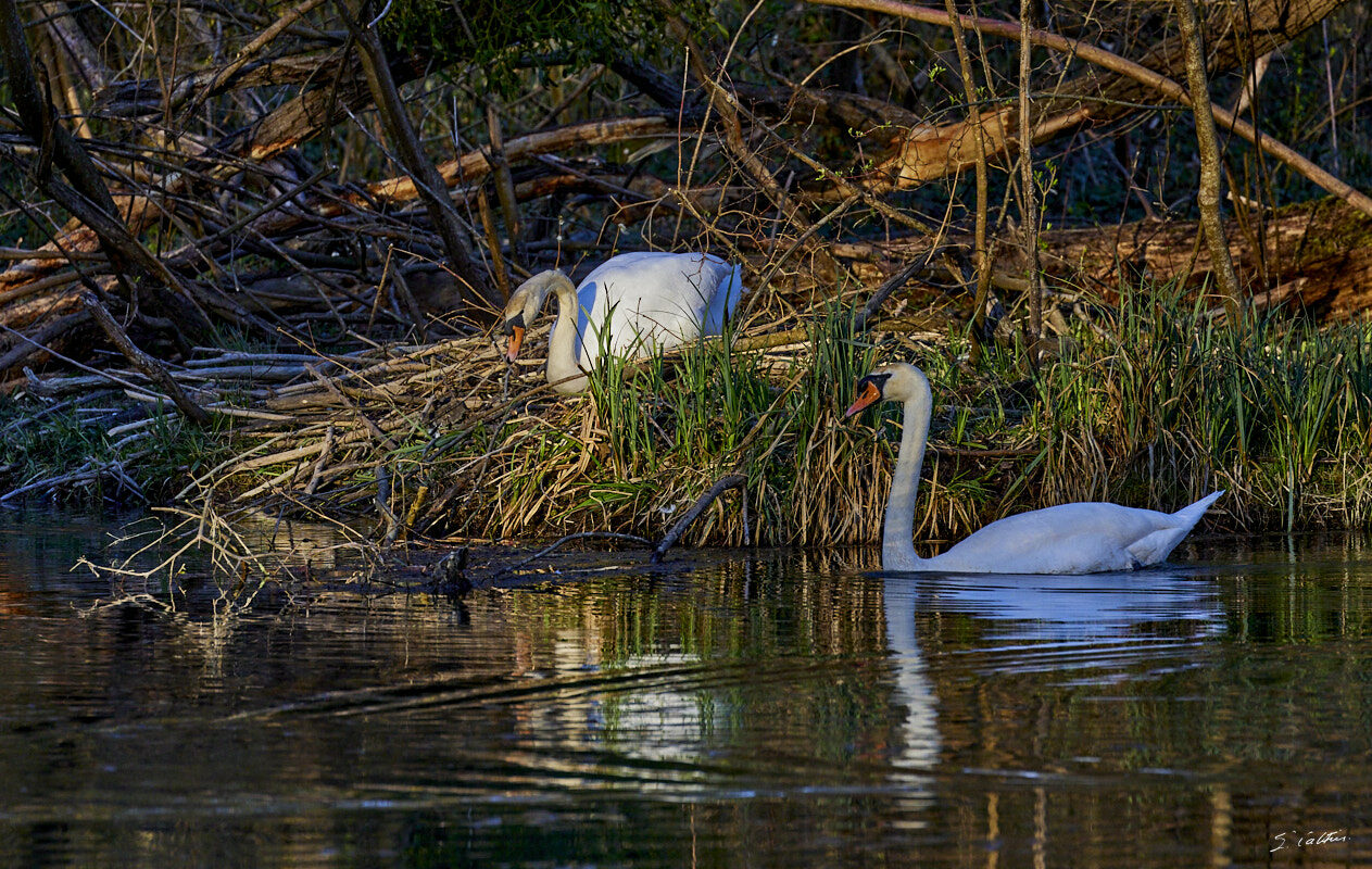 © All Rights Reserved - 2024-03-25 15:54:19 f/6.3 1/1000sec ISO-1600 400mm - France, Alsace, Strasbourg, Parc de Pourtalès, Robertsau, forêt