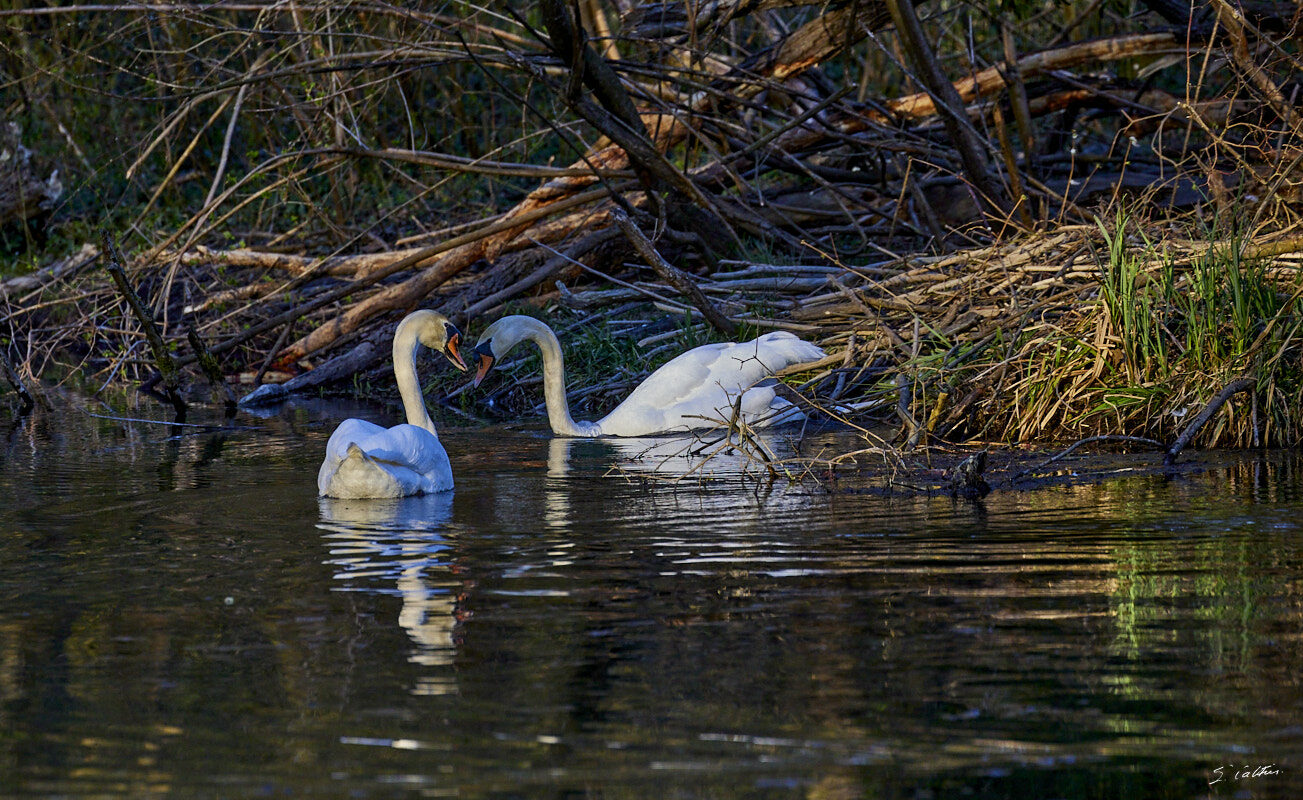 © All Rights Reserved - 2024-03-25 15:54:27 f/5.6 1/1000sec ISO-1600 400mm - France, Alsace, Strasbourg, Parc de Pourtalès, Robertsau, forêt