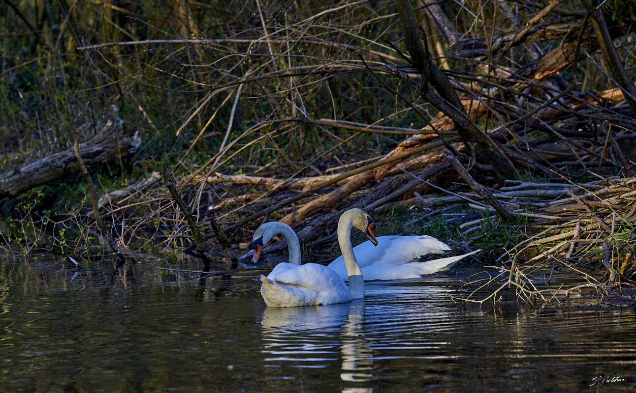 © All Rights Reserved - 2024-03-25 15:54:29 f/5.6 1/1000sec ISO-1600 400mm - France, Alsace, Strasbourg, Parc de Pourtalès, Robertsau, forêt