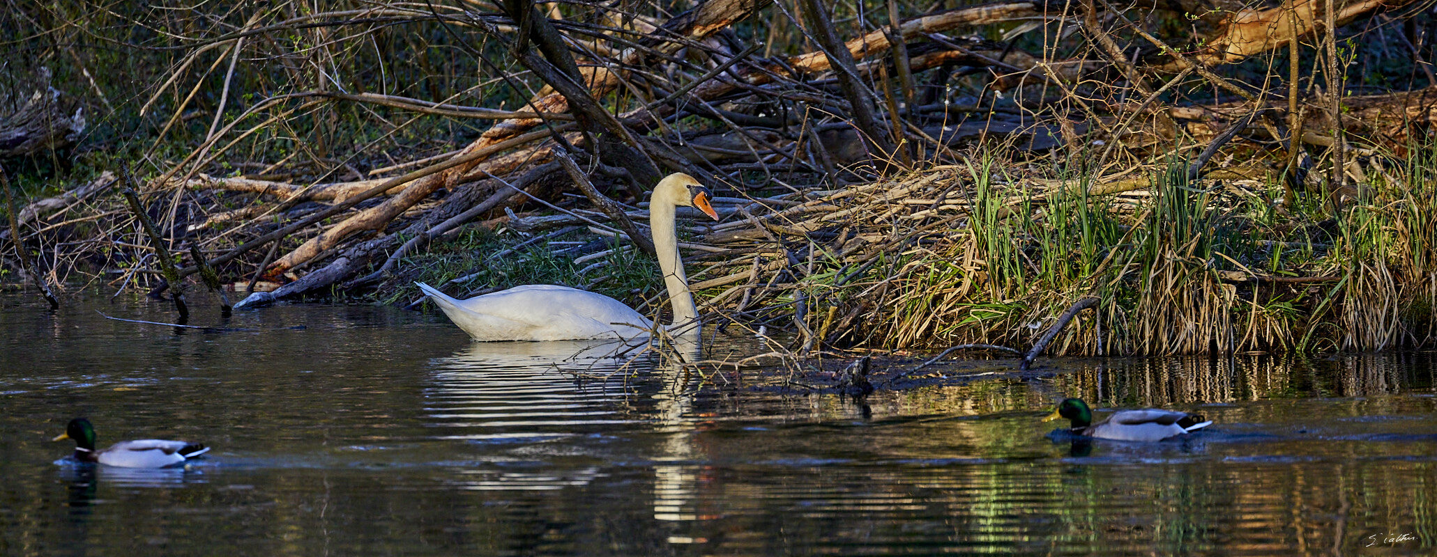 © All Rights Reserved - 2024-03-25 15:54:37 f/5.6 1/1000sec ISO-1250 400mm - France, Alsace, Strasbourg, Parc de Pourtalès, Robertsau, forêt