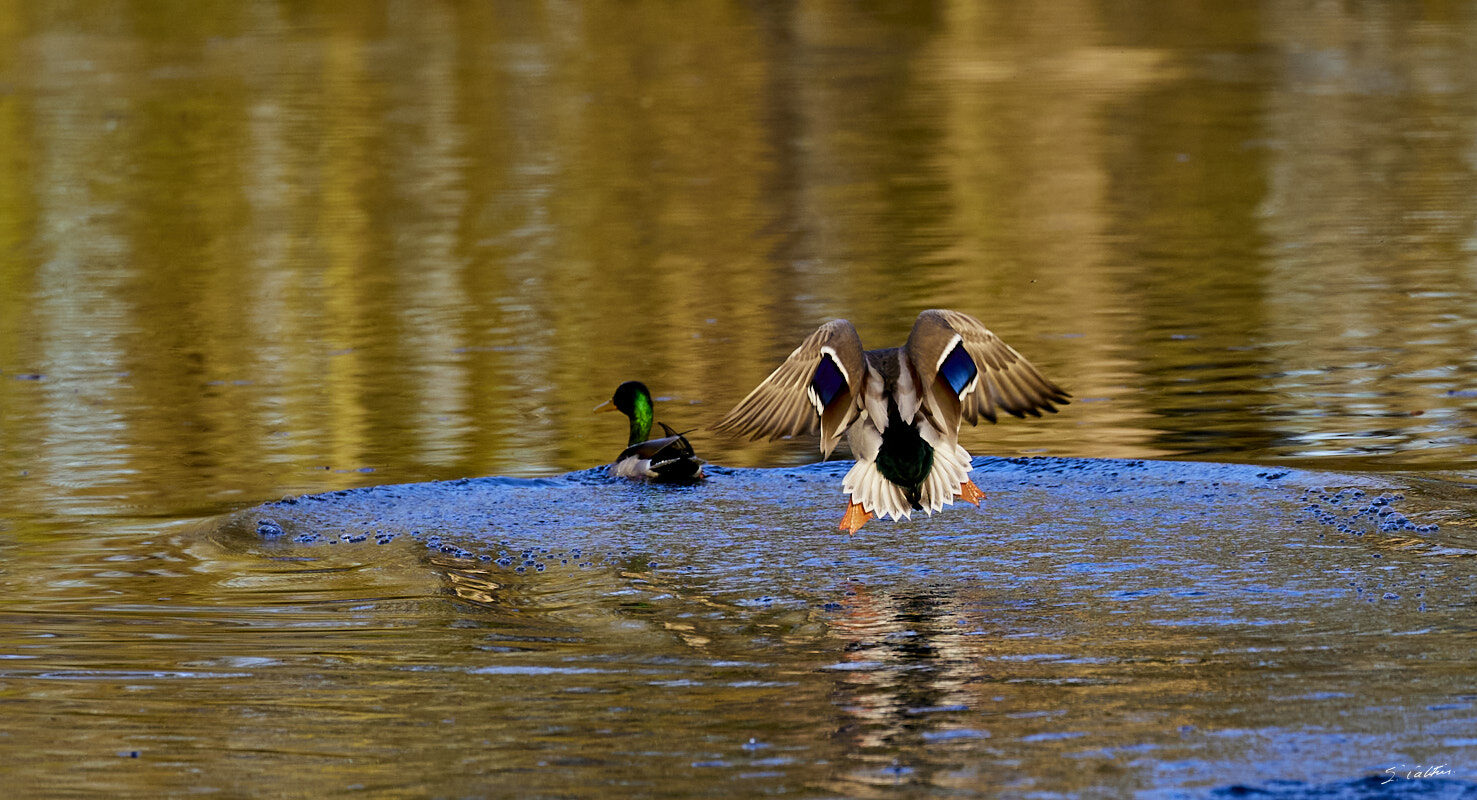© All Rights Reserved - 2024-03-25 15:57:01 f/5.6 1/1000sec ISO-640 400mm - France, Alsace, Strasbourg, Parc de Pourtalès, Robertsau, forêt