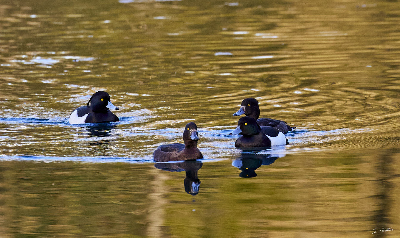 © All Rights Reserved - 2024-03-25 16:09:32 f/5.6 1/1000sec ISO-2500 400mm - France, Alsace, Strasbourg, Parc de Pourtalès, Robertsau, forêt