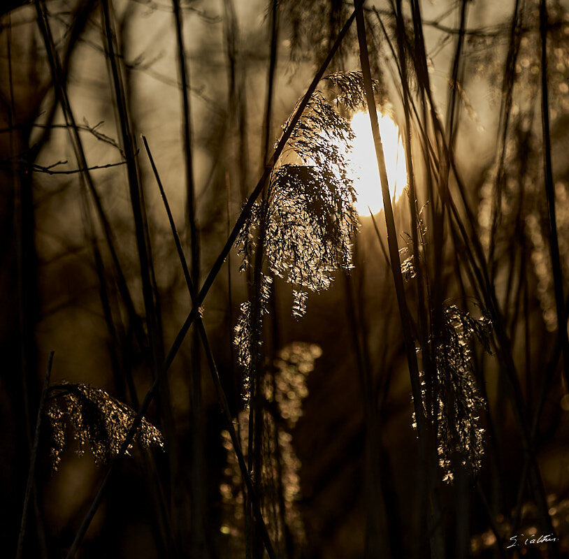 © All Rights Reserved - 2024-03-25 16:11:41 f/5 1/1250sec ISO-125 271mm - France, Alsace, Strasbourg, Parc de Pourtalès, Robertsau, forêt
