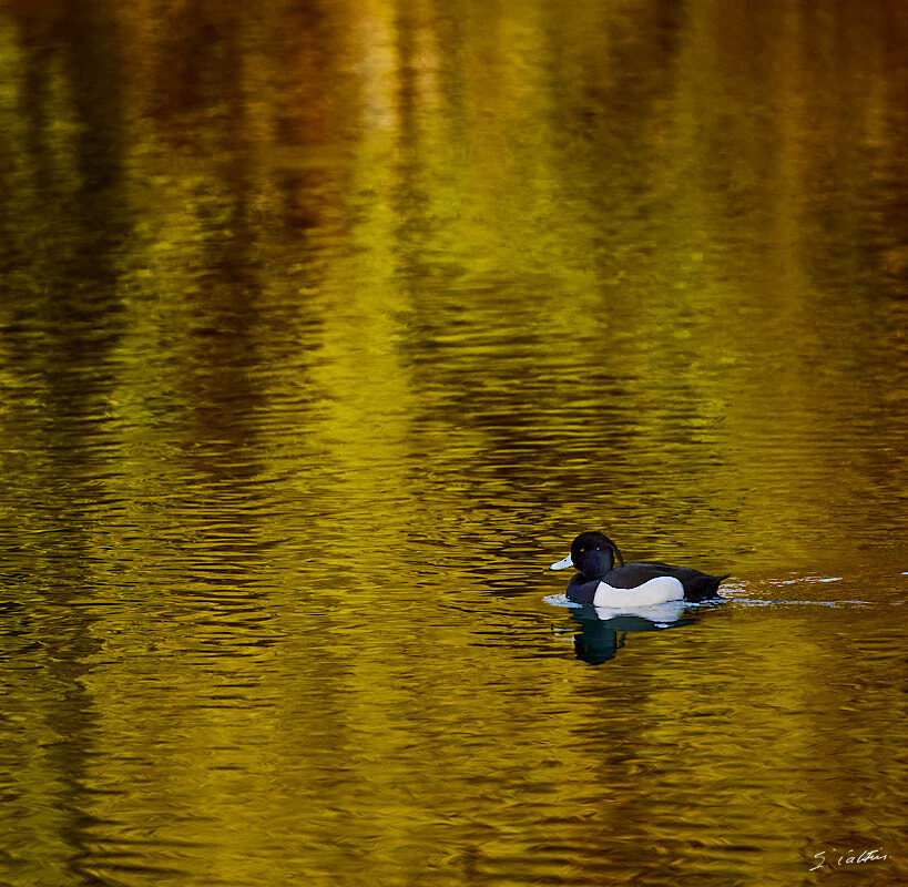 © All Rights Reserved - 2024-03-25 16:12:41 f/5.6 1/1000sec ISO-2500 400mm - France, Alsace, Strasbourg, Parc de Pourtalès, Robertsau, forêt