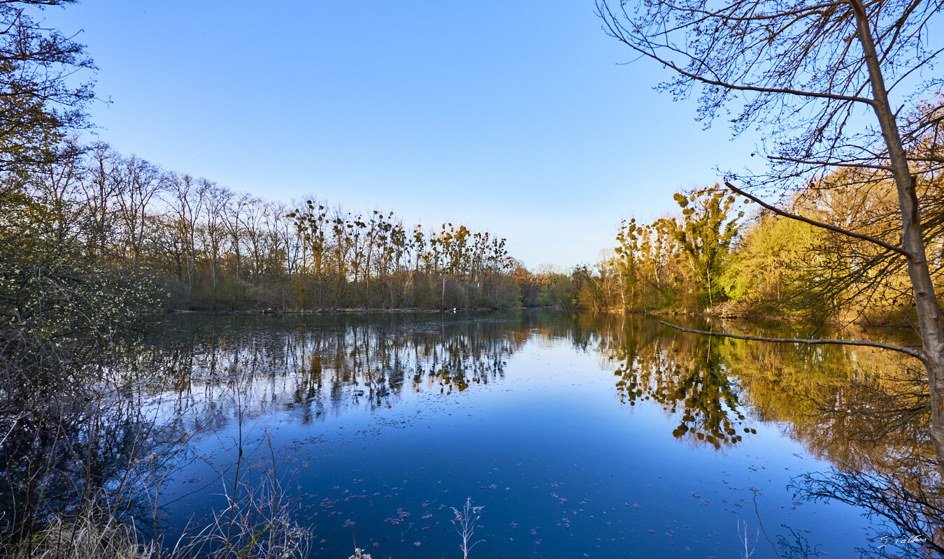 © All Rights Reserved - 2024-03-25 16:17:07 f/5 1/125sec ISO-100 14mm - France, Alsace, Strasbourg, Parc de Pourtalès, Robertsau, forêt