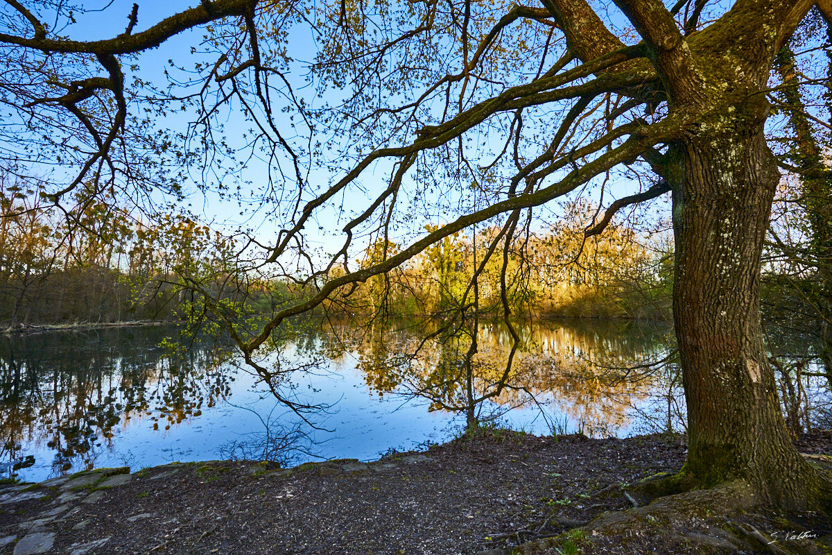 © All Rights Reserved - 2024-03-25 16:20:09 f/6.3 1/100sec ISO-100 14mm - France, Alsace, Strasbourg, Parc de Pourtalès, Robertsau, forêt