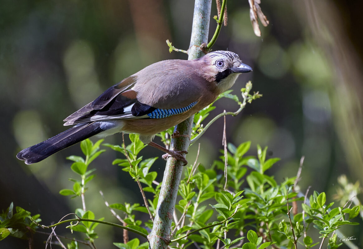 © All Rights Reserved - 2024-03-28 13:54:21 f/5.6 1/1000sec ISO-1000 400mm - France, Alsace, Strasbourg, oiseau, Geai