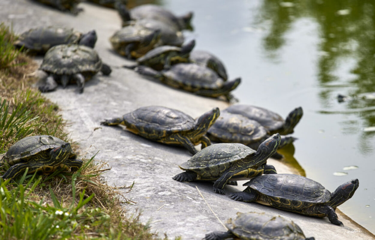 © All Rights Reserved - 2024-08-19 13:28:37 f/4 1/1000sec ISO-100 200mm - France-Normandie-Beauvoir-Alligator bay