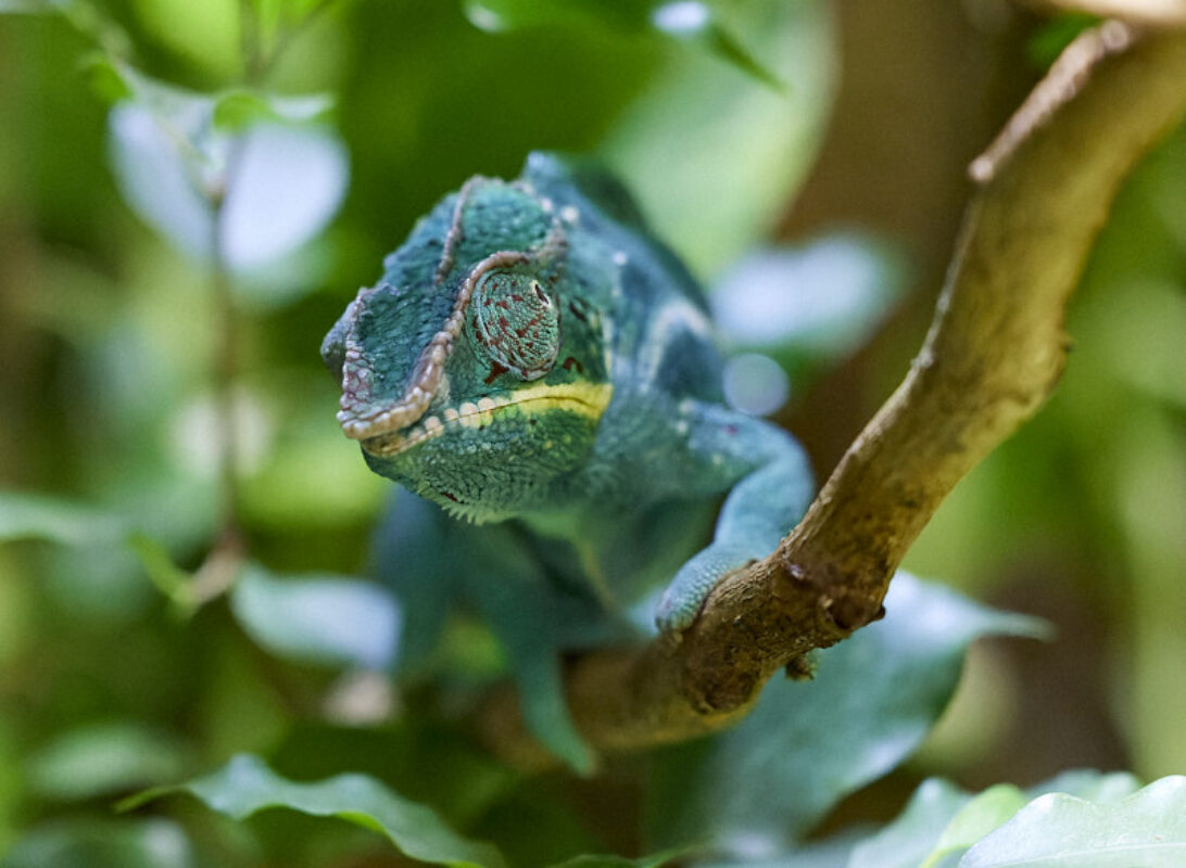 © All Rights Reserved - 2024-08-19 13:40:55 f/4 1/1000sec ISO-25600 148mm - France-Normandie-Beauvoir-Alligator bay
