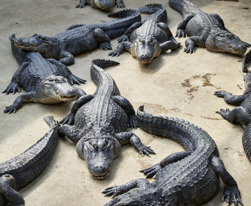 © All Rights Reserved - 2024-08-19 14:14:47 f/4.5 1/1000sec ISO-400 70mm - France-Normandie-Beauvoir-Alligator bay