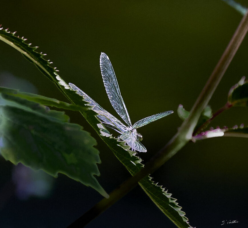 © All Rights Reserved - 2024-08-27 15:27:53 f/5.6 1/1000sec ISO-1600 400mm - France-Alsace-Strasbourg-Forêt de Robertsau