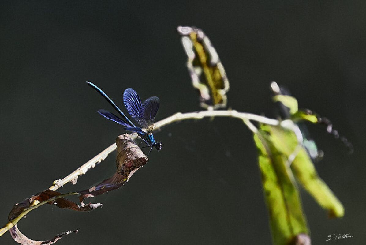 © All Rights Reserved - 2024-08-27 15:44:07 f/6.3 1/1000sec ISO-2000 400mm - France-Alsace-Strasbourg-Forêt de Robertsau