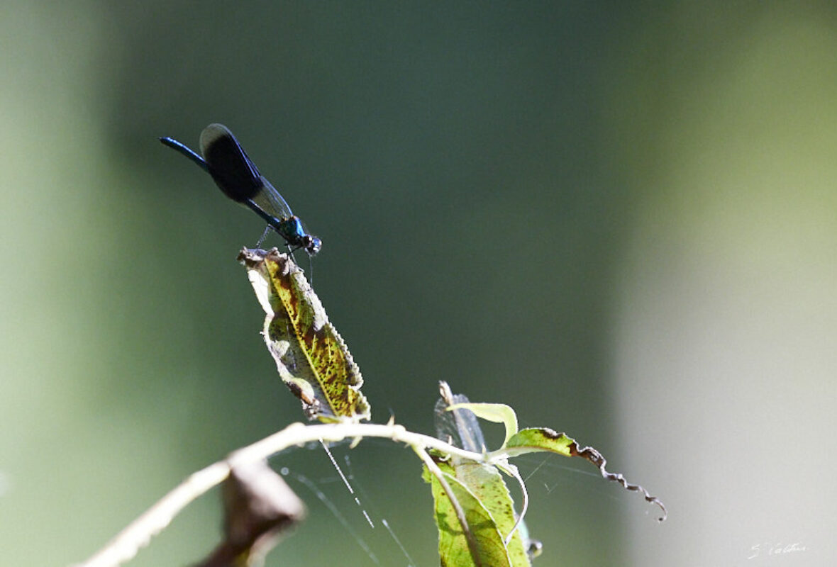 © All Rights Reserved - 2024-08-27 15:44:41 f/6.3 1/1000sec ISO-2000 400mm - France-Alsace-Strasbourg-Forêt de Robertsau