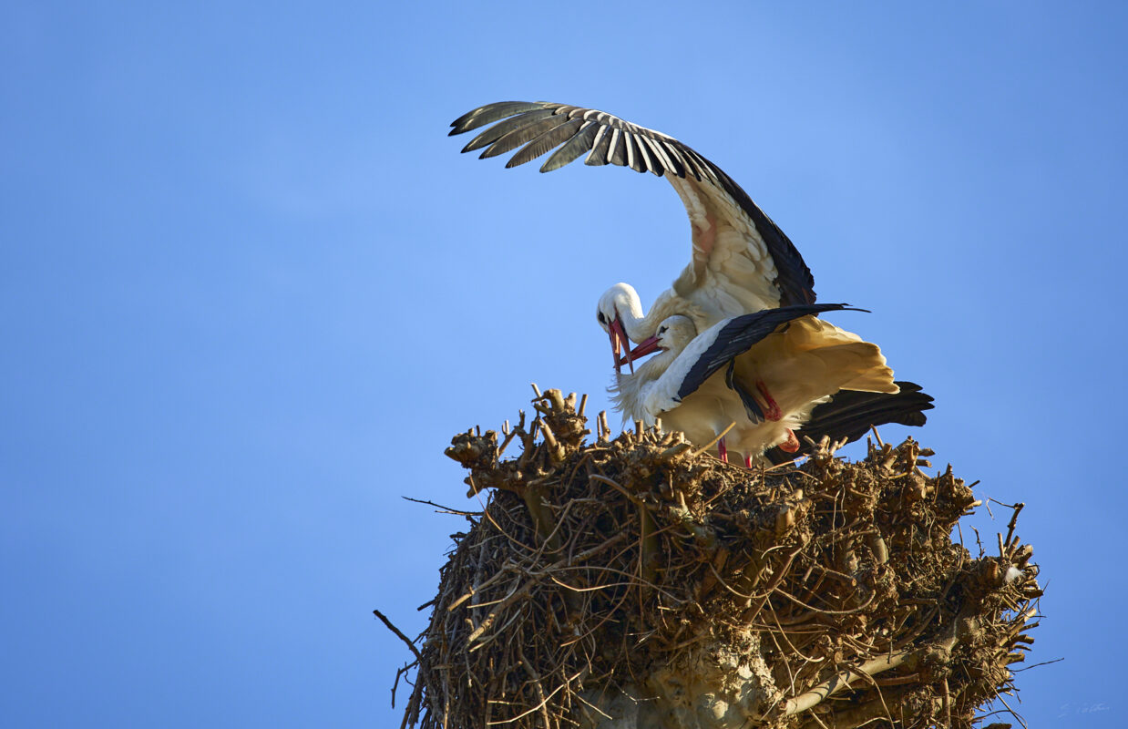 © All Rights Reserved - 2025-03-07 14:03:48 f/4 1/1000sec ISO-125 200mm - France, Alsace, Strasbourg, Parc de l'Orangerie