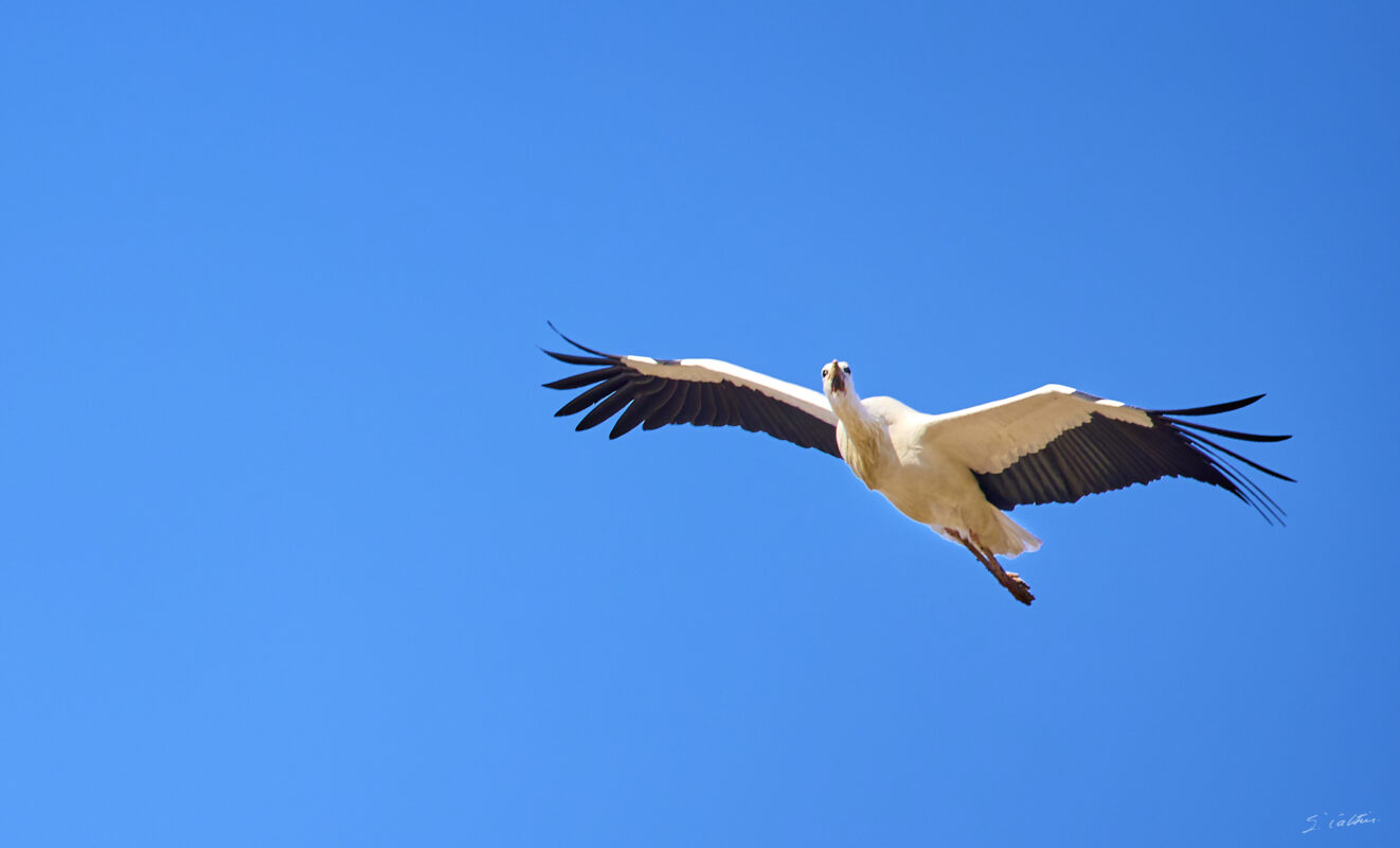 © All Rights Reserved - 2025-03-07 14:07:32 f/4.5 1/1000sec ISO-125 200mm - France, Alsace, Strasbourg, Parc de l'Orangerie