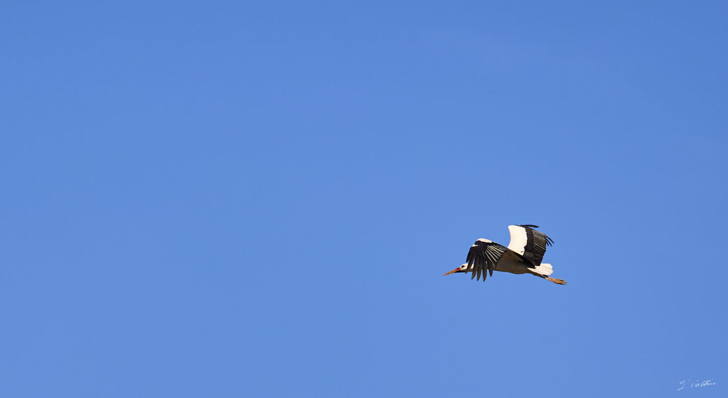 © All Rights Reserved - 2025-03-07 14:07:27 f/4.5 1/1000sec ISO-100 181mm - France, Alsace, Strasbourg, Parc de l'Orangerie