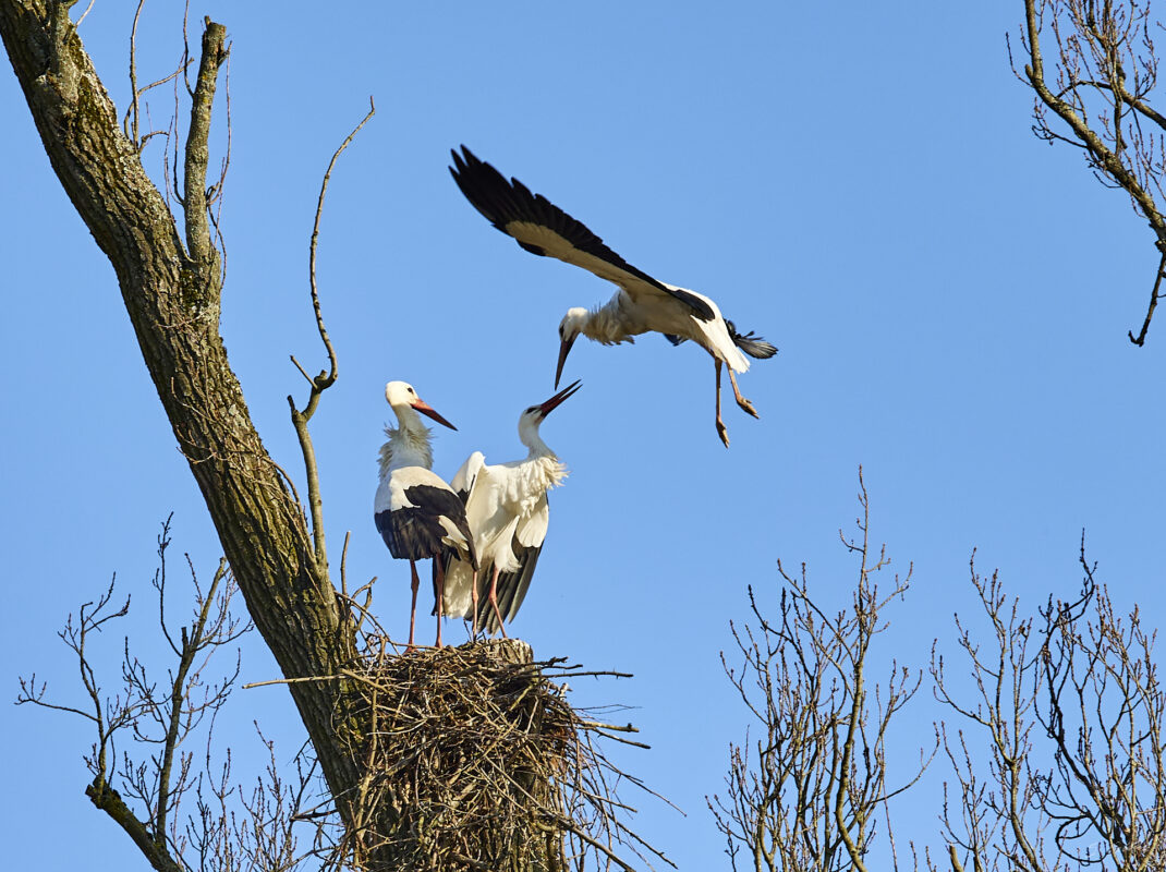 © All Rights Reserved - 2025-03-07 14:07:22 f/4.5 1/1000sec ISO-160 181mm - France, Alsace, Strasbourg, Parc de l'Orangerie